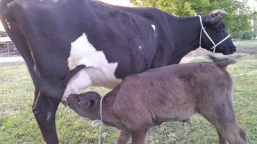 корова телка: Продаю | Корова (самка) | Голштин, Алатауская | Для молока | Стельные