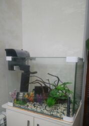 akvaryum bitki: Aytən 🌺 akvarium satılır – şəkildə nə varsa hamısı verilir. Məhsul