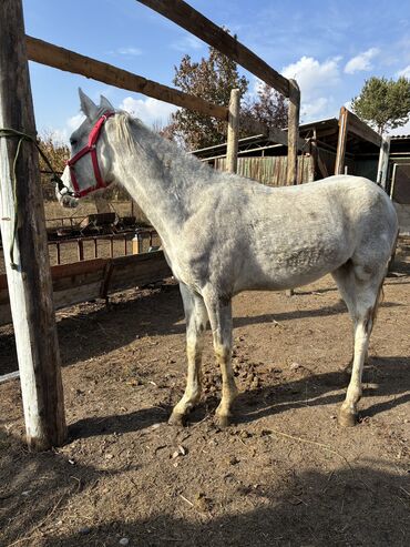 Лошади, кони: Продаю | Жеребец | Конный спорт — 16