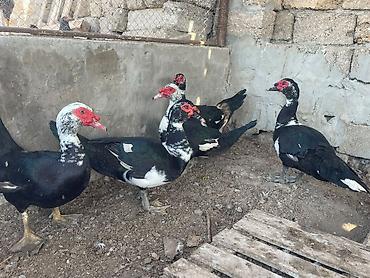 Животные: Zumrud Lal ordekler satilir 6 Ayliq Erkekdilrer Cavan Tam saglam — 1