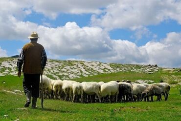 Сельское хозяйство: Требуется Пастух
