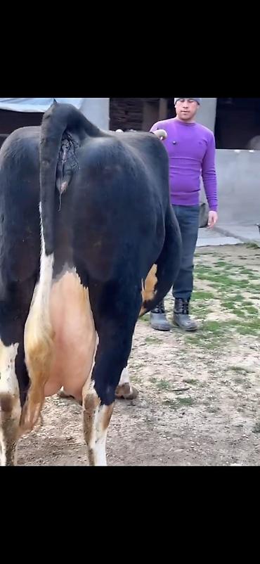 Inəklər, öküzlər: Südlük inək və balası - Cins: qara‑ağ (Holştin tipli) süd istiqamətli — 5