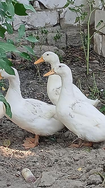 ordey qaz: 3 aylıq sağlam pekin ördəkləri satılır, Ünvan saray qəsəbəsi — 3