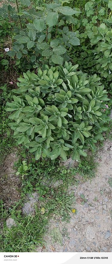 Другие садовые цветы и кустарники: САЖЕНЦЫ многолетников самшита (разные сорта) кустарников магнолии at lalafo.kg — 24 Другие садовые цветы и кустарники: САЖЕНЦЫ многолетников самшита (разные сорта) кустарников магнолии — 24