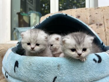 барханный кот: Шотландские котята, серебристые шиншиллы - Порода: шотландская