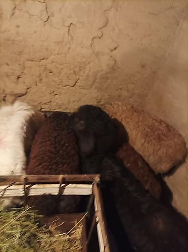 Баран, овца: Продаю | Ягненок | Для разведения — 18