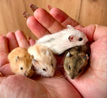 отрава для крыс: Продаются хомячки джунгарские, ангорские пушистые хомячки, сирийские
