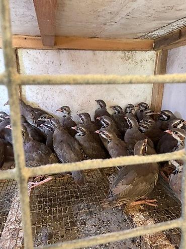 ağ kəklik: Kəkliklər 2 ay 20 günlük tam sağlam — 4
