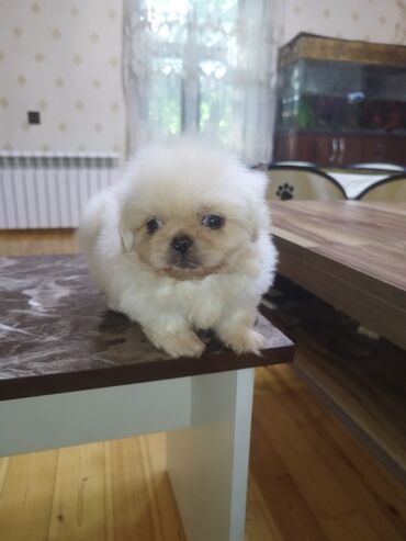 it ve qiz sekilleri: Pekines, 2 ay, Erkek, Ünvandan götürmə