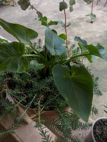 Otaq bitkiləri: Her biri ucuz kimete Gencededi catirma var size yaxin yere ancag — 40