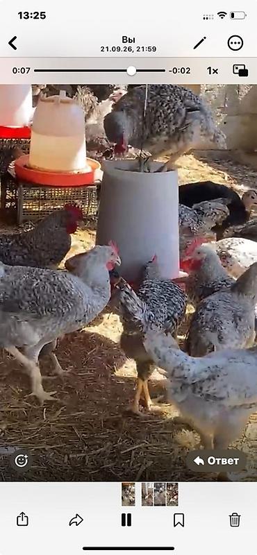 çöl toyuğu: 4 ayını kecmiş super xarkov xoruzları satılır Ünvan binə savxozda Tel — 2