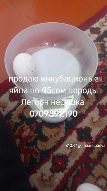 продаю токмок: Продаю инкубационые яйца породы Легорн