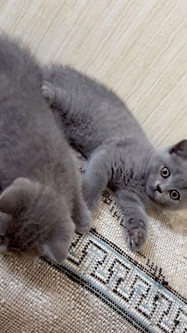 scottish fold satilir: Şotland yastı qulaq — 4