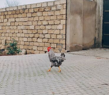 Xoruzlar: Xoruzlar her növde var qiymetler 15,17,20,25, ve 70azn çatdirilmada — 1