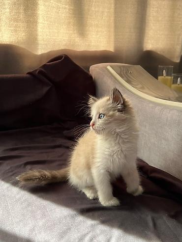 купить кошку ош: Кошка даром: Сиамская, 1 месяц, Девочка, Приучена к лотку, Проглистована — 7
