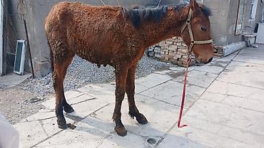 Лошади, кони: Продаю | Кобыла (самка) | Рабочий — 10