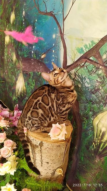 Мышыктар: Бенгальский котик Мальчик. 5мес. Невероятно красивый контрастный с — 3