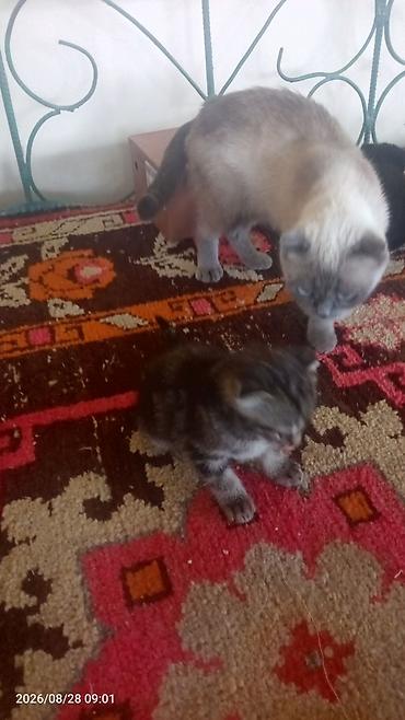 куплю коня: Шотландские вислоухие котята - Окрас: один котёнок чёрный, второй — — 10