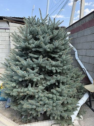 молочай цветок: Ель голубая (Picea pungens ‘Glauca’) – крупное декоративное хвойное — 1