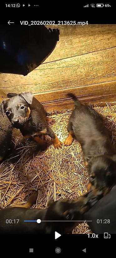 Продажа собак: Продаю щенков породы яктыръер возраст палтара месяца сука рабочая и at lalafo.kg — 9 Продажа собак: Продаю щенков породы яктыръер возраст палтара месяца сука рабочая и — 9