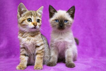 сиамские котята бесплатно: БЕСПЛАТНО! Котята 3 месяца. Очень ласковые. От паразитов обработаны