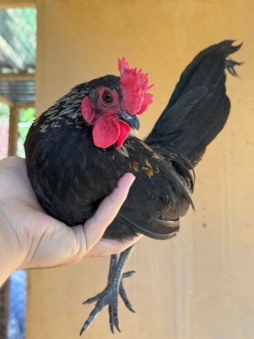 продам ячмень оптом: 🐣Продаю декоративные карликовые породы кур и петухов! Отличные