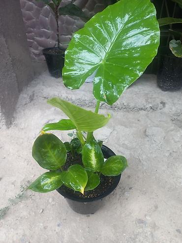 алоэ купить: Алоказия (Colocasia/Alocasia) в горшке - Эффектное тропическое — 3