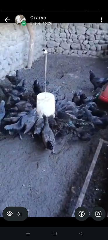 Toyuqlar: Toyuq, Ətlik -da lalafo.az — 1 Toyuqlar: Toyuq, Ətlik — 1