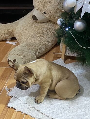 Psi: Dostupni vrhunski stenci francuskog buldoga- još dva dečaka i dve — 10