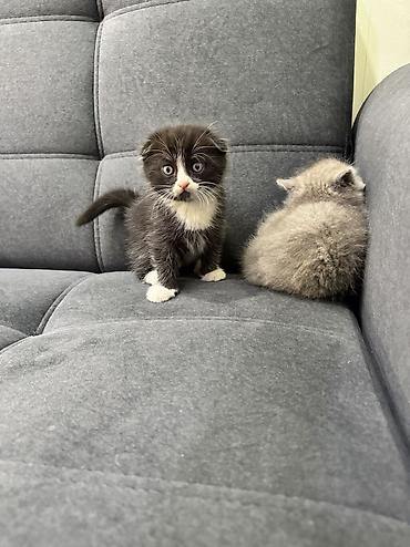 Продажа кошек: Продаю котят Шотландская вислоухая.Котята здоровые,живые,очень — 6