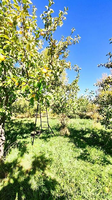 Продажа сельхоз предприятий: Питомник растений, 25 соток, Действующий, Частично с оборудованием, Без коммуникаций — 3