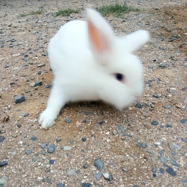 сколько стоят маленькие собаки: Holland lop dovşanlar 3 böyük 2 bala. balanın biri 15azn böyüyün