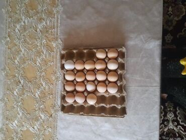 яйцо цесарки: Продаю | Инкубационные яйца | Для разведения