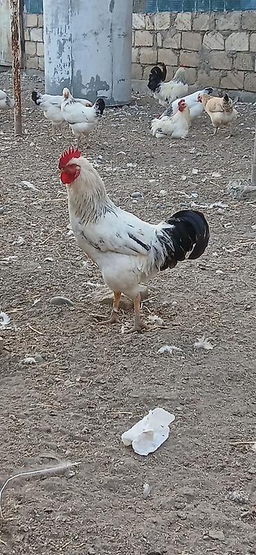 Toyuq, Yumurtalıq