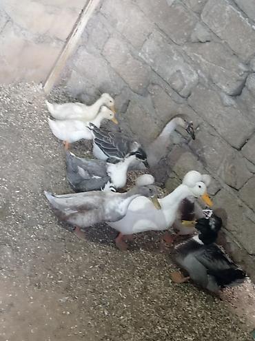 qus bazari bakida: Salam 4 Erkey 1 dişidi hamsida kekilidi 2 dene de 2 ay yarımlıq — 6