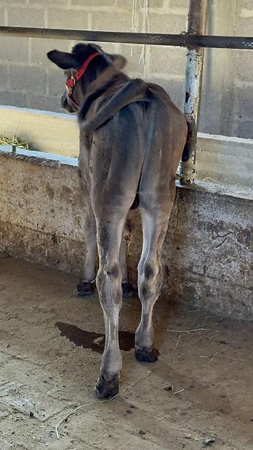 Продам с/х животных: Продаю | Бык (самец) | Алатауская — 5