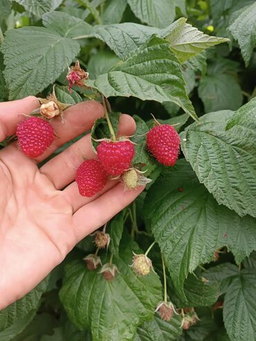 Малина: Малина Бесплатная доставка — 9