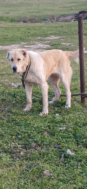 İtlər: Alabai, 2 years dog, Female dog, With vaccinations, Ödənişli çatdırılma, Delivery to areas