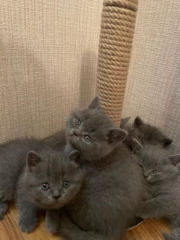 Pişiklər: Britan — 5