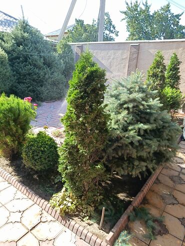 аренда помещений под кафе ресторан: Услуги по уходу за садом и участком - Профессиональная обрезка и