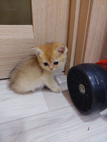 Pişiklər: Qızıl şinşilla, Erkək, Dişi, Ünvandan götürmə — 7