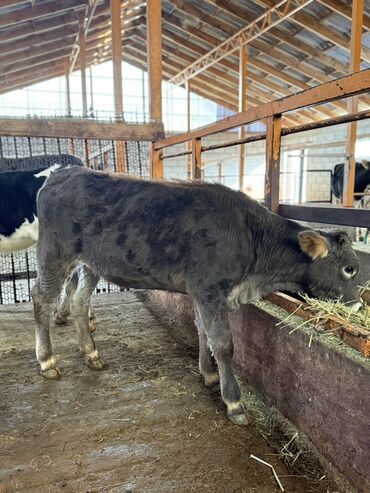 домик кошка: Сатам | Музоо, Кунаажын | Швиц | Бордоп семиртүү үчүн | Жасалма уруктандырылган