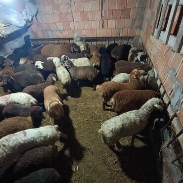 Qoyunlar, qoçlar: Salam aleyküm saxlamlıq quzularm var satram isdiyen0775431770 elaqe — 11