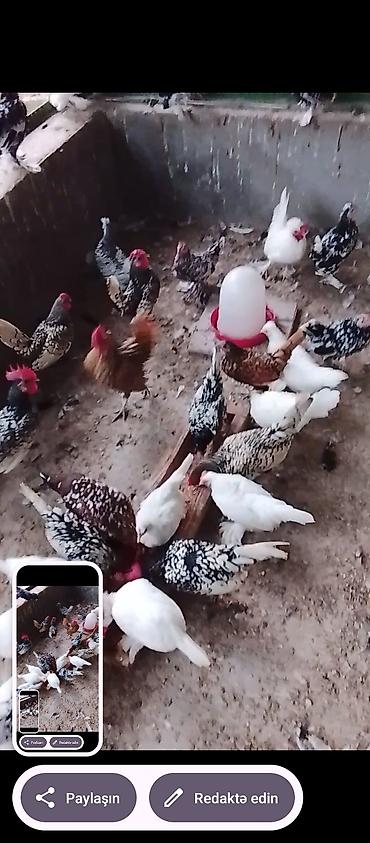 afçarka satılır: Toyuq, Damazlıq, Ünvandan götürmə — 3
