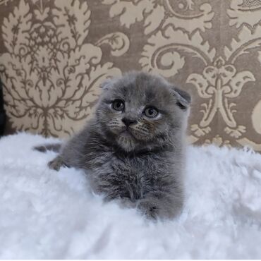 отдам переноску для кошек: Скотиш Фолд (Шотландская вислоухая), 2 месяца, Мальчик, Голубой, Приучена к лотку, Проглистована