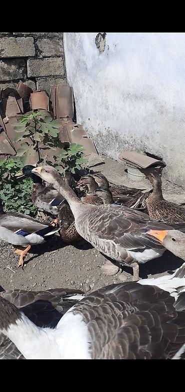 azerbaycan it adlari: 2 ədəd Tula döyüş qazları erkəy və dişi.2 ədəd ana qaz biri ala çox — 9
