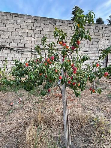 Torpaq sahələrinin satışı: 15 sot, Tikinti — 9