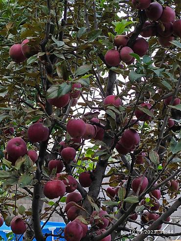 Продажа коттеджей и домов: Продам частный дом! Район: Начало ул. Шералиева Ул. Бишкек-125 — 21