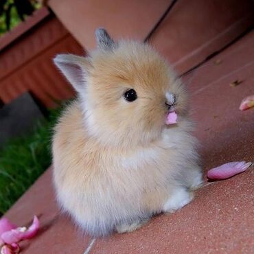 Dovşanlar: 🟠 Ev dovşanı balalarına super endirim kampaniyası. müvəqqəti olaraq 50 — 12