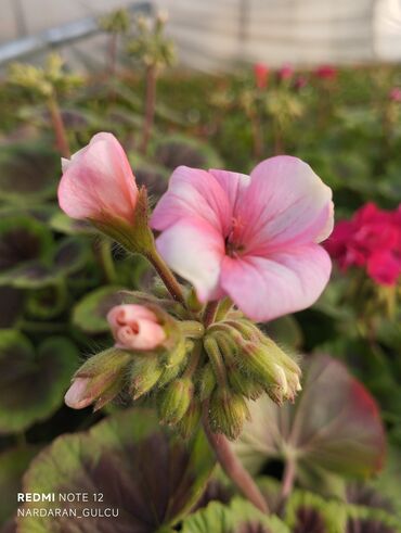Çöl bitkiləri: Geran-ətirşah güllərinin topdan və pərakəndə satışı — 7